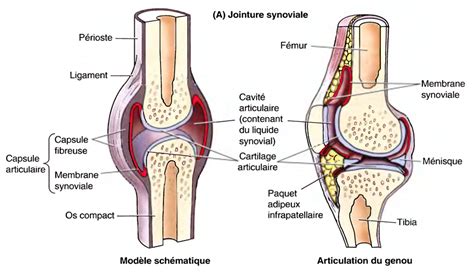 Primum Non Nocere, Synovial Joint, Capsule, Radiology, Striker ...