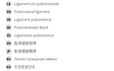 Pubovesical ligament - vet-Anatomy - IMAIOS