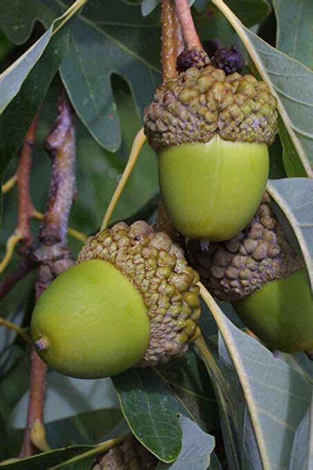 25 Acorns OAK TREE SEEDS Oak Acorns Fresh Acorns Oak Tree - Etsy | Fruit, Tree seeds, Exotic fruit