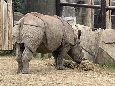 My Rhino Road Trip: Columbus Zoo - International Rhino ...