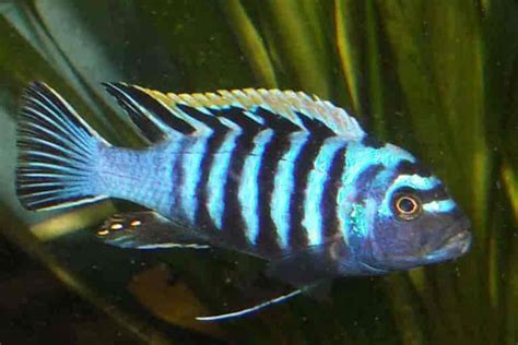 Electric Blue Jack Dempsey - Traits | Size | Tank | Breed | Life - SeaFish