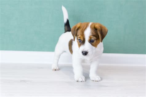 3 Benefits of Puppy Training | Green Acres Pet Resort