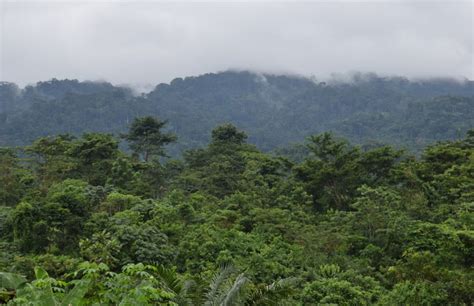 IUCN members pass resolution calling for global action to save Atewa Forest in Ghana | IUCN NL