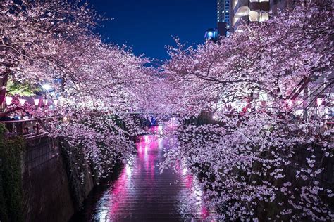 Meguro River Cherry Blossoms 2019 – Japan Travel Guide -JW Web Magazine