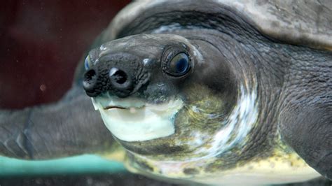 Conservation program aims to protect the pig-nosed turtle from extinction - ABC News