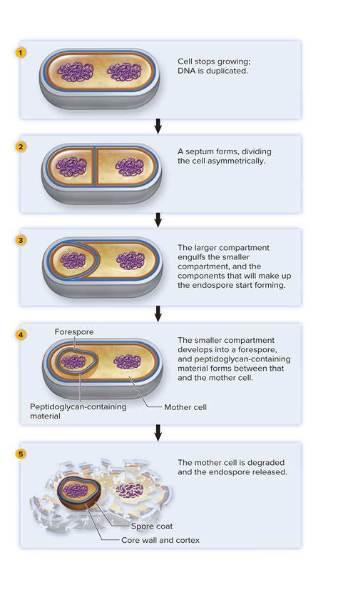 Sporulation (bacterial endospore formation) | Microbiology, Microbiology study, Biology classroom