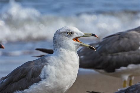 Bird Seagull Ornithology - Free photo on Pixabay