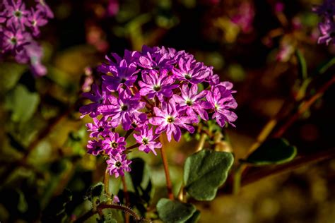 Yellowstone Sand Verbena in Yellowstone National Park 2025 - Rove.me