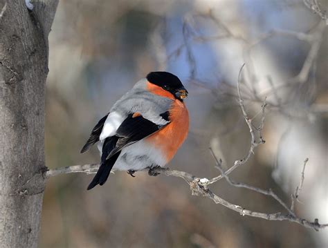 Photo bullfinch winter bird (28 pictures)