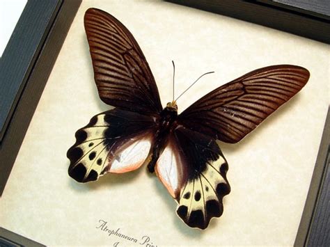 Atrophaneura priapus - White-head Batwing - Framed Butterfly