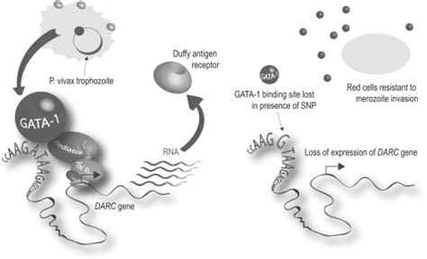 Duffy blood group antigen and P. vivax malaria. Schematic... | Download ...