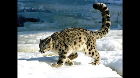 Summary Tien Shan snow leopard expedition (long version) - YouTube