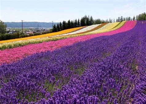 Hokkaido Lavender Fields: 6 Best Places in Furano to See Japan's Dreamiest Purple Meadows | LIVE ...