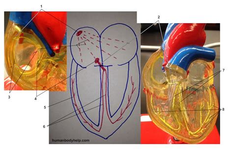 Heart Electrical Conduction System – Human Body Help