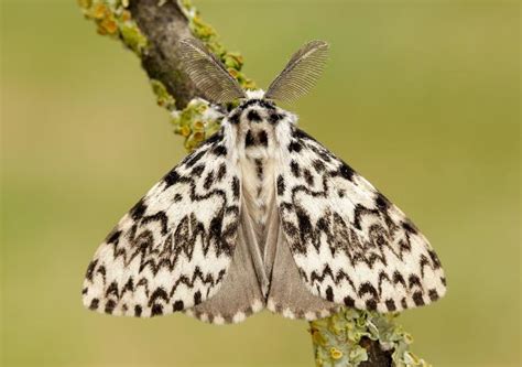 Identify a moth | Butterfly Conservation