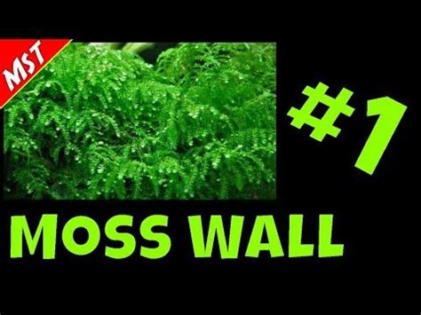 How To Make A Java Moss Wall Tutorial - YouTube | Moss wall, Fish tank ...