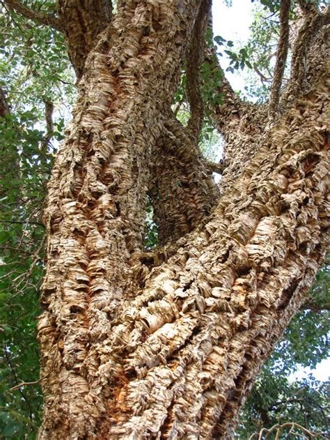 Discover the Beauty of Cork Oak