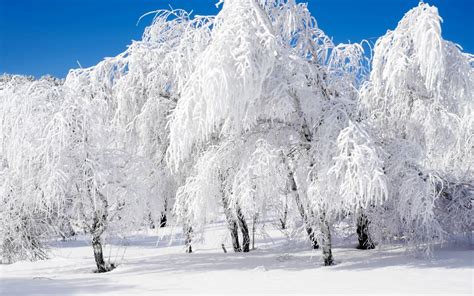 Kostenlose Hintergrundbilder Schneebedeckte Bäume Tagsüber, Bilder Für Ihren Desktop Und Fotos