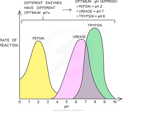 Effect of Temperature & pH on Enzymes | College Board AP Biology ...