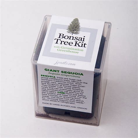 Giant Sequoia Bonsai Tree Kit – COOL HUNTING®