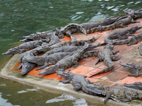 Crocodile farming stock photo. Image of croc, crocodile - 33156830