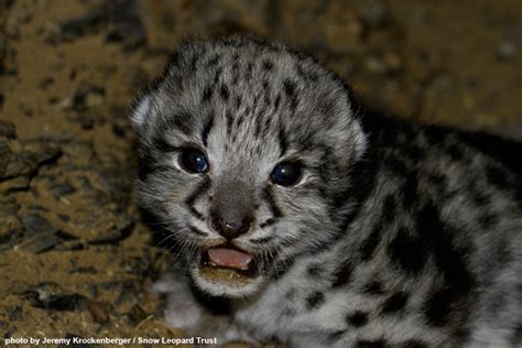 Snow Leopard Trust Researchers Encounter Wild Snow Leopard Cub - Snow Leopard Trust