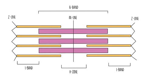 Muscle Contraction AQA — the science hive