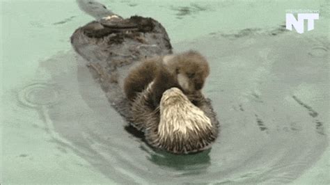 When they snuggle their babies. | Otter GIFs | POPSUGAR Pets Photo 4