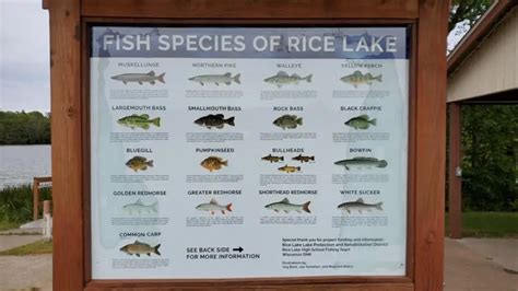 Fish species of Rice Lake