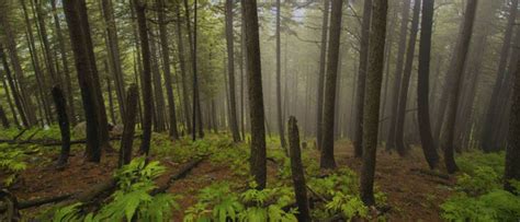 Coffee and Black Plantation | Tourist Places in Daringbadi