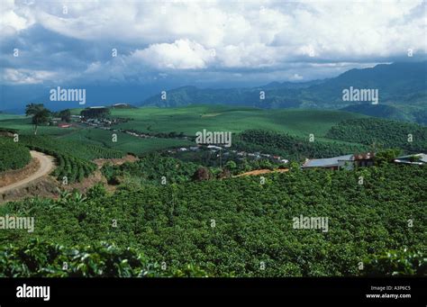 Coffee plantations, Costa Rica Stock Photo - Alamy