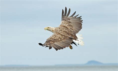 White-tailed Eagle | Spotlight Images