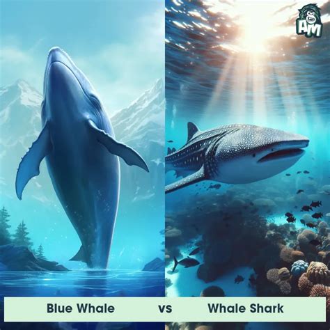 Whale Shark: Predator-Prey Interactions, Fights, and Aggressive ...