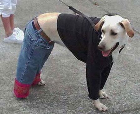 Funniest Clothes-Wearing Animals - XciteFun.net