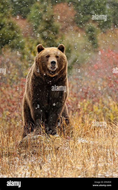 Grizzly bear (Ursus arctos) in late autumn mountain habitat (captive raised specimen), Bozeman ...