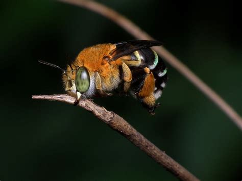 Common Blue-banded Bee - The Australian Museum