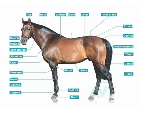 Buying a Horse: Top Tips for New Horse Owners | AVT Australia