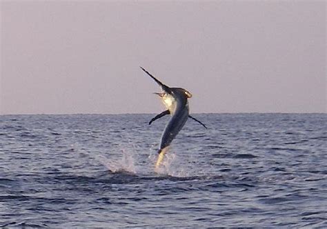 Gitana Sport Fishing (Zihuatanejo) - All You Need to Know Before You Go ...