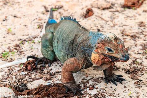 Photos of Isla de Mona - Puerto Rico's Ecological Reserve