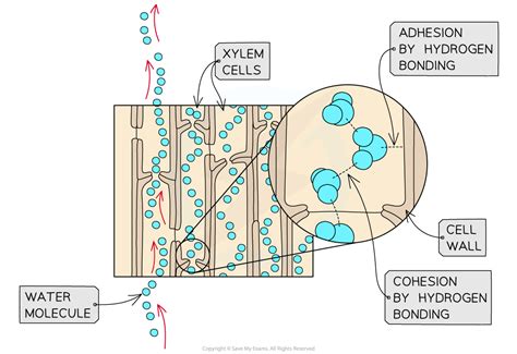 IB DP Biology: HL复习笔记9.1.2 The Transpiration Stream-翰林国际教育