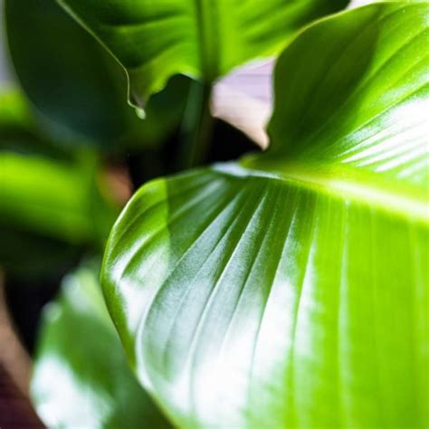 How to Make Plant Leaves Shiny and Glossy With Leaf Shine