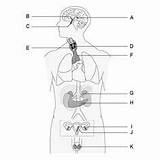 Endocrine System Coloring Worksheet Sketch Page sketch template