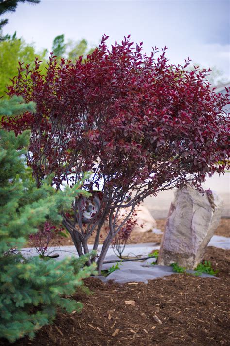 PLUM PURPLE LEAF SANDCHERRY For Sale in Boulder Colorado