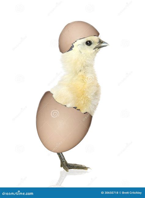 Chick hatching from egg stock photo. Image of bird, background - 30650718