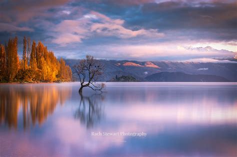 Wanaka Tree Autumn | New Zealand Landscape Photography | NZ Photo Prints