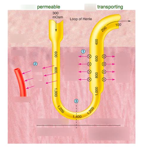 Loop of Henle Diagram | Quizlet