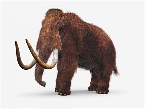 Woolly Mammoth Facts, Habitat, Diet, Fossils, Pictures