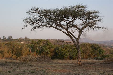 Rhodesian Teak | African tree, Southern africa, Places of interest