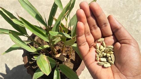 Cardamom plant- Elaichi ka podha - Bonsai Plants Nursery