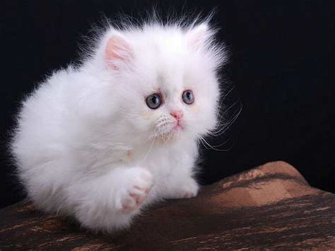 21+ Persian Kitten Cute - Furry Kittens